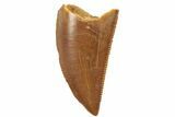 Serrated, Raptor Tooth - Real Dinosaur Tooth #189193-1